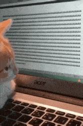 39 Cat Keyboard GIFs — gif.guru.